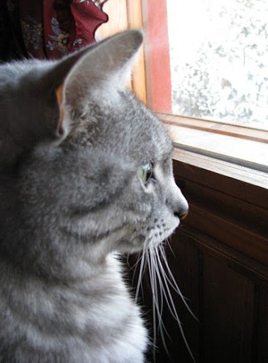 The Inspector